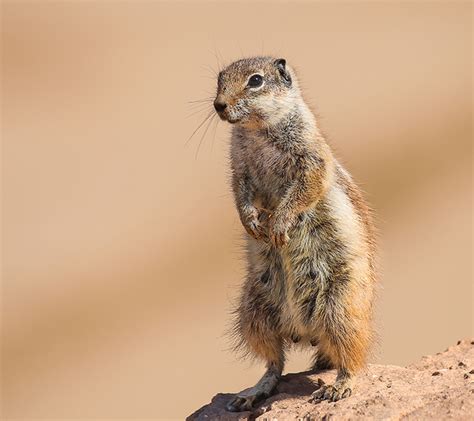 Gopher Remocval Pittsburgh | Animal and Wildlife Removal