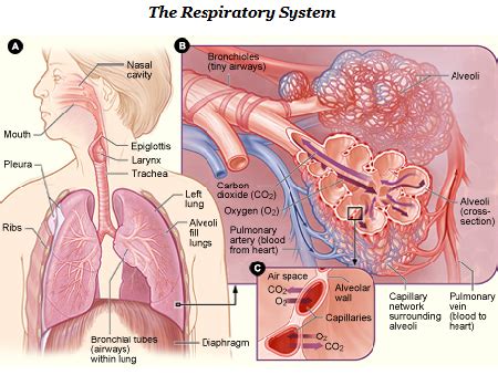 Respiratory System Alveoli And Capillaries