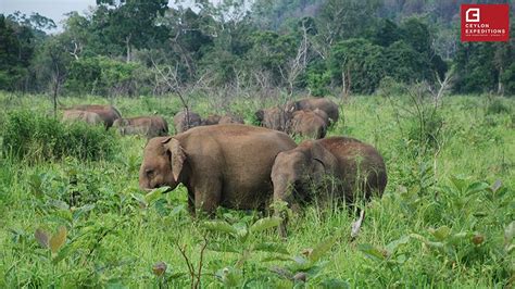 Wildlife photography tour Sri Lanka | Wildlife Tour Packages