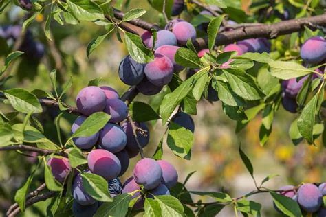 The Santa Rosa Plum Tree: Everything You Need To Know - Minneopa Orchards