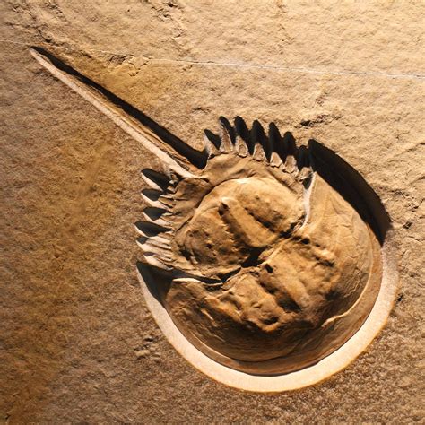 Fossil | Horseshoe crab Located : Fukui Dinosaur Museum. | Teruhide ...