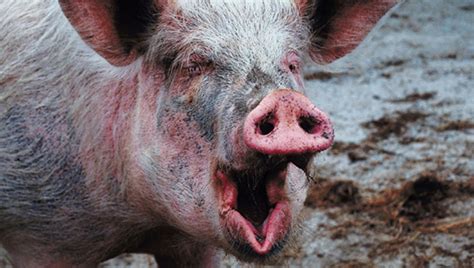 'Screaming' pig sought after chasing kids