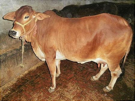 Brown Sahiwal Cow at Best Price in Karnal, Haryana | Gupta Dairy