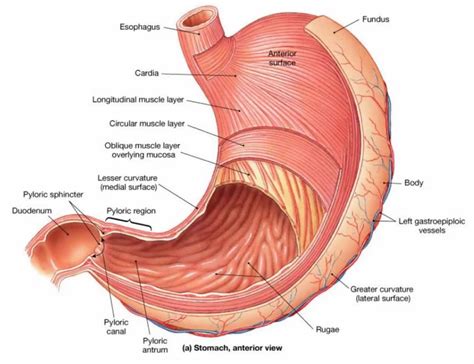 SiOly: Digestive System Anatomy and Physiology- Stomach Diagram | Quizlet