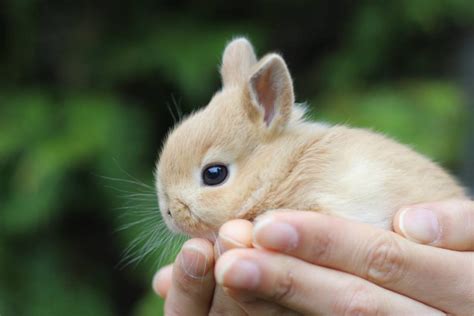 Netherland Dwarf Bunny Breeder | Cutest Bunnies