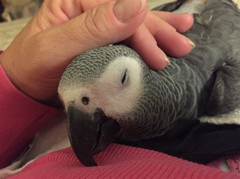 Pin by Natalie Songco on Amazing Greys | African grey parrot, Pet birds ...