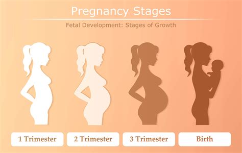 The 4 Stages of the Pregnancy Timeline. - HealthBanksUS