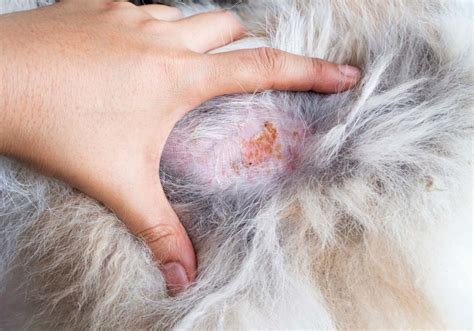 9 Common Dog Skin Problems with Pictures (Prevention and Treatment ...