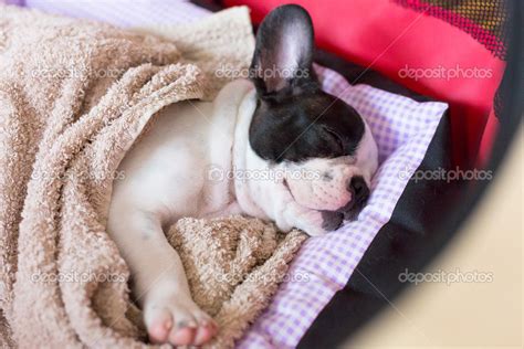 Baby french bulldog sleeping | Sleeping French bulldog puppy — Stock ...