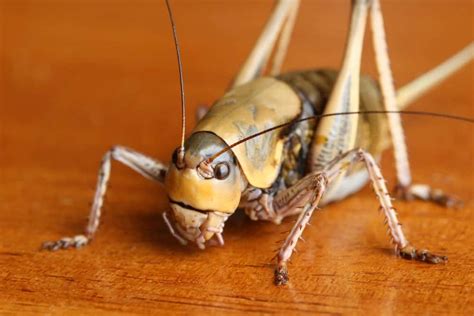 7 Different Types of Crickets (2022)