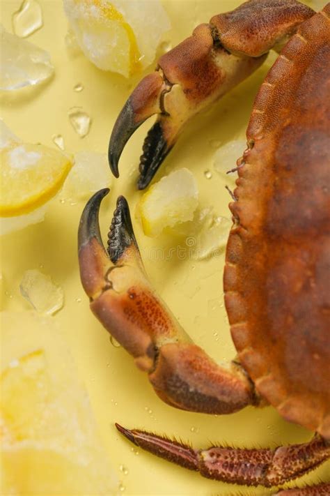 Crab Boiled and Lemons in Ice on a Yellow Background.Seafood Species ...