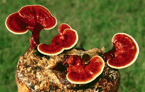 Reishi - Reishi Mushroom Extract - Potential Health Benefits