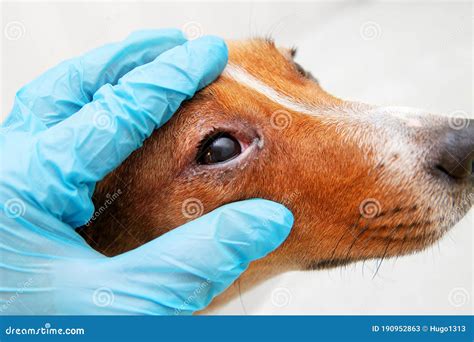 Sick Dog with Infected Crusty Eyes Examination. Inspection, Blepharitis ...