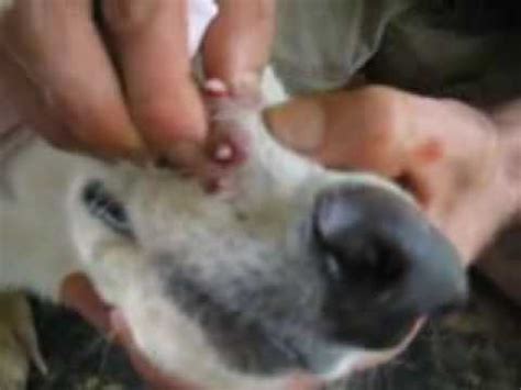 10 Botflies Removed From Dog's Snout - YouTube