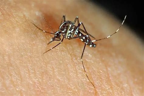 Are Asian Tiger Mosquitoes Dangerous – Can They Kill You?