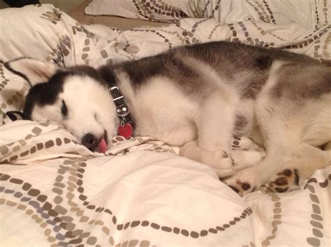 Sleepy baby | Husky, Sleepy baby, Animals