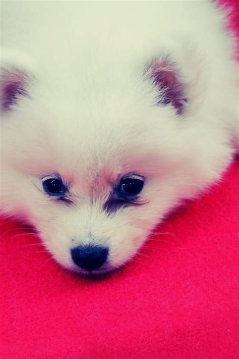 White Pomeranian Dog Price - All You Need To Do - Dog Pricing