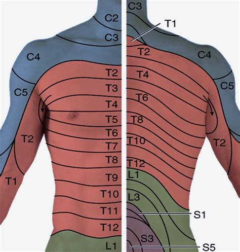 Thoracic Spine Dermatome Map