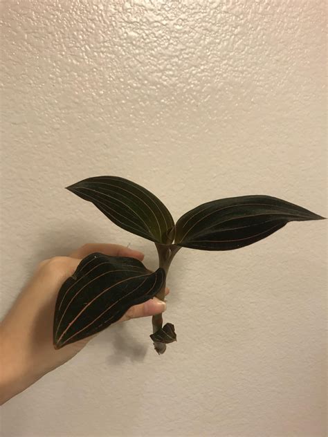 Jewel Orchid Ludisia Discolor Propagation Advice! : r/orchids