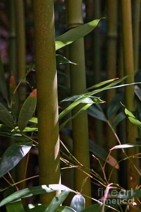 Bamboo Stalks Photograph by Frank Wicker - Pixels