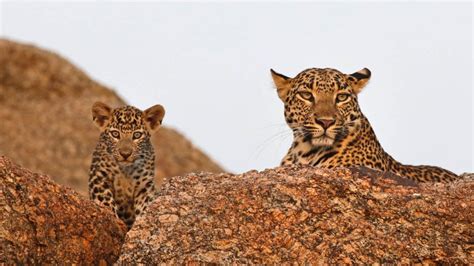 Leopard Safari Camp Jawai,Jawai Leopard Safari Camp