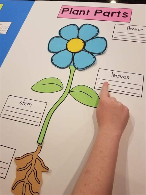 Spring Activities for Kindergarten | Mrs. McGinnis' Little Zizzers ...