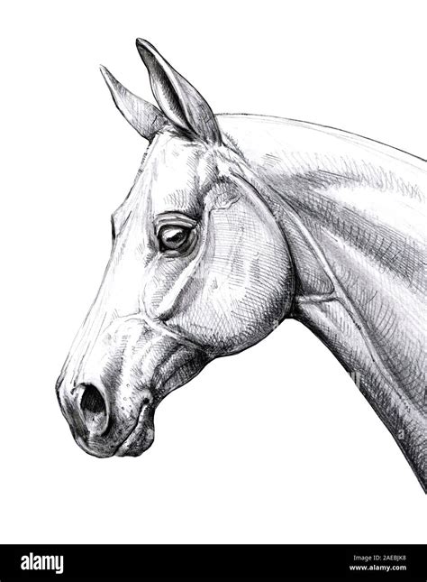 Horse head illustration. Pencil portrait of a horse. Equine drawing ...