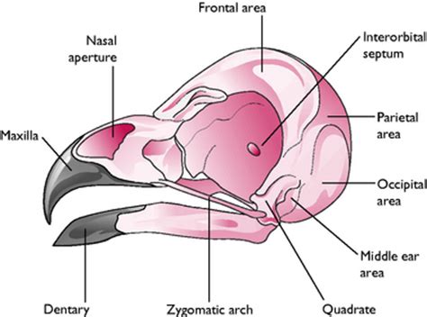 Birds | Veterian Key