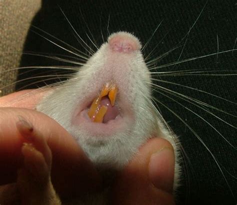 Trimming Nails/Teeth? | The Rat Shack - Pet Rat Forum