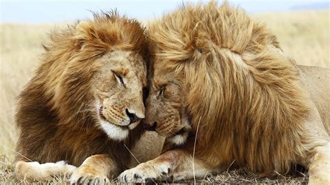 lion, cat, couple Wallpaper, HD Animals 4K Wallpapers, Images and ...