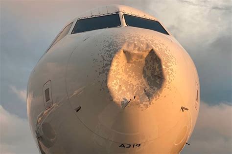 Delta flight makes emergency landing at New York’s JFK after ‘bird ...