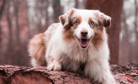 Beagle Mini Australian Shepherd Mix