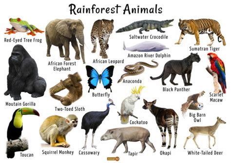 Animals of the Rainforest ~ #1 - Virily