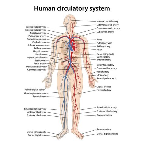 Circulatory System - The Definitive Guide | Biology Dictionary