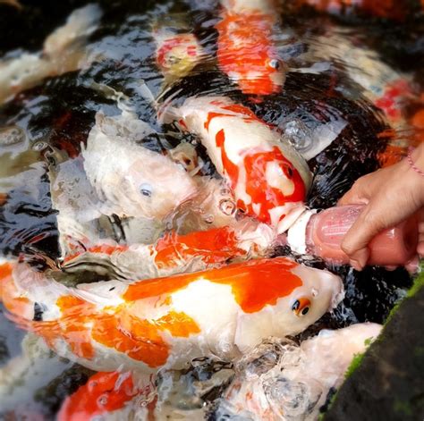 The Koi, Fish that Brings Fortune - Mara River Safari Lodge