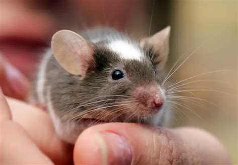 Mouse Bites: Hazards and What to Do With It?