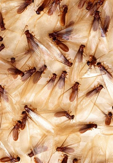 Termites swarming in Florida - UF/IFAS Pest Alert