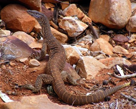 Sand Goanna - Facts, Diet, Habitat & Pictures on Animalia.bio