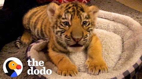 A Year In The Life Of A Baby Tiger | The Dodo Little But Fierce - YouTube