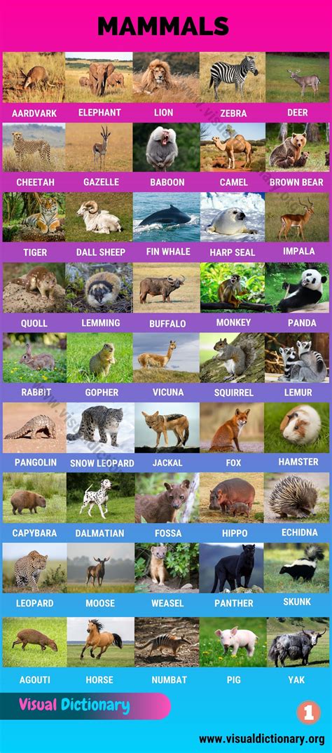 Mammals: Wonderful List of 175+ Names of Mammals with Pictures - Visual ...