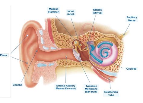 Parts Of The Ears And Their Functions