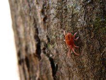 How to Kill Chiggers – 5 Easy Ways - chiggersbite.com