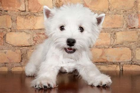 West Highland White Terrier (Westie) Puppies For Sale