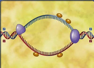 DNA Replication | Biology classroom, Teaching biology, Biology college