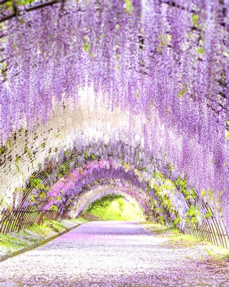 Wisteria tunnel in Fukuoka - Japan 💜💜💜 Picture by @genki_photo . # ...