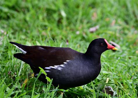 Common Moorhen by Jane Rowe - BirdGuides