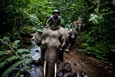 Way Kambas National Park - Haven for Endangered Species - Perth ...