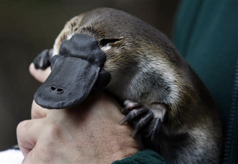 Platypus milk can fight superbugs that are resistant to antibiotics ...