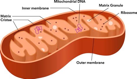 Mitochondrial Markers | Research Areas: Novus Biologicals