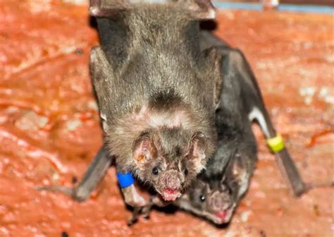 Vampire Bat Facts - AnimalBehaviorCorner